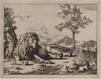 TvB G 0497
<br/>
Liggende leeuw, van voren gezien
<br/>
<em>Bije, Marcus de (1639-ca. 1690)</em>